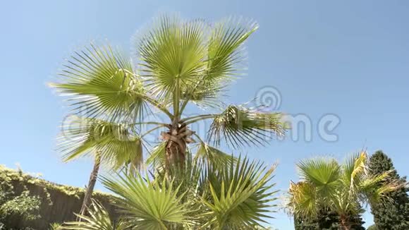 棕榈树和天空背景视频的预览图