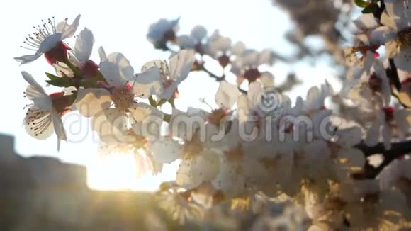 盛开的鲜花春天公园视频的预览图