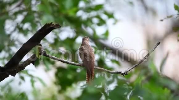 大自然中的鸟鸣杜鹃视频的预览图