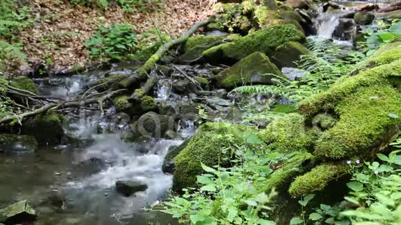 森林里的小河视频的预览图