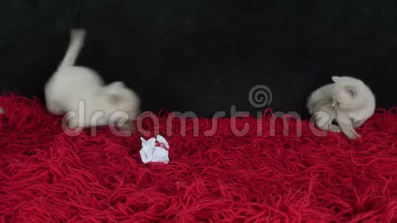 可爱的小猫在地毯上玩球视频的预览图