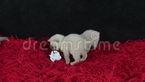 可爱的小猫在地毯上玩球视频的预览图