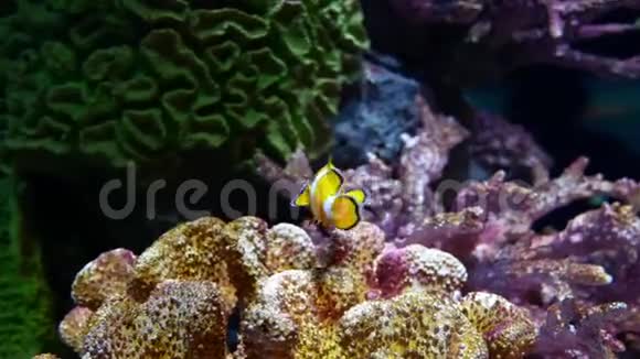 以水生植物为背景在水族馆中特写漂亮的鱼小丑鱼视频的预览图