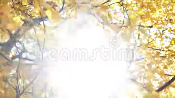 秋叶枝阳视频的预览图