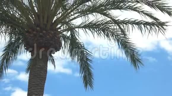 天空背景上的棕榈树视频的预览图