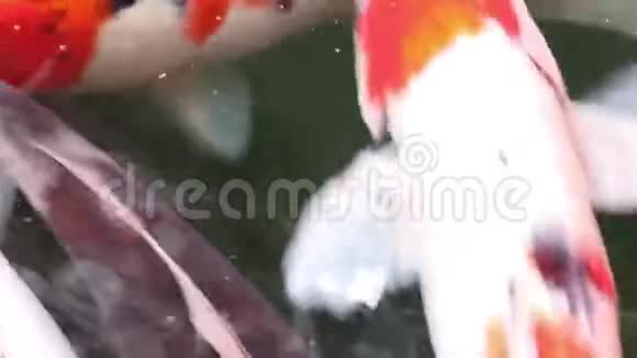 美丽的锦鲤鱼在水中游动视频的预览图