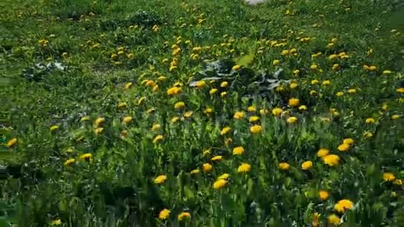 夏天飞过绿色草地上的黄色蒲公英视频的预览图