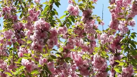 盛开的粉红色樱花树枝樱花春花视频的预览图