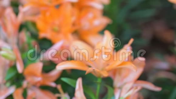 在阳光明媚的夏季或春日花园中的橙花和绿叶背景美容装饰和农业设计视频的预览图