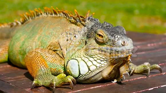 沉睡的龙休息活力蜥蜴的特写肖像有选择的焦点原产于热带地区的绿色鬣蜥视频的预览图