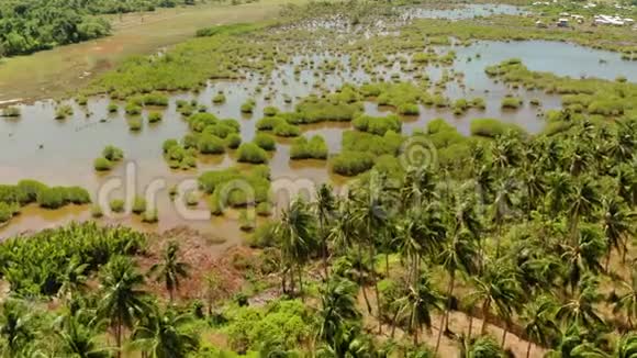 菲律宾有棕榈树的热带景观视频的预览图