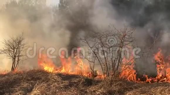 野火森林火灾野外火灾视频的预览图
