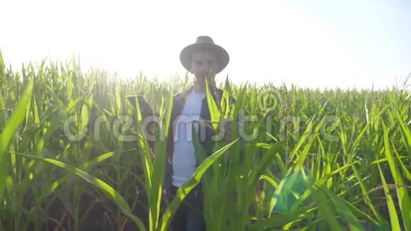 智慧农业慢动作视频概念农学家在玉米地里拿着平板电脑正在研究视频的预览图