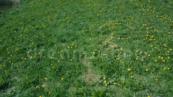 夏天飞过绿色草地上的黄色蒲公英视频的预览图