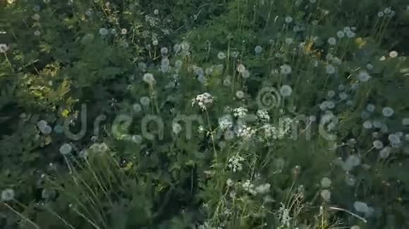 草地上蓬松的蒲公英的空中景色视频的预览图