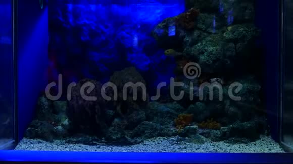海洋馆里美丽的鱼对水生植物的装饰背景鱼缸里有五颜六色的鱼视频的预览图
