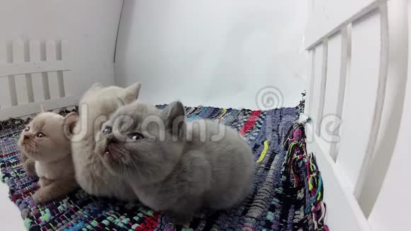 小猫从地板上吃宠物食品视频的预览图