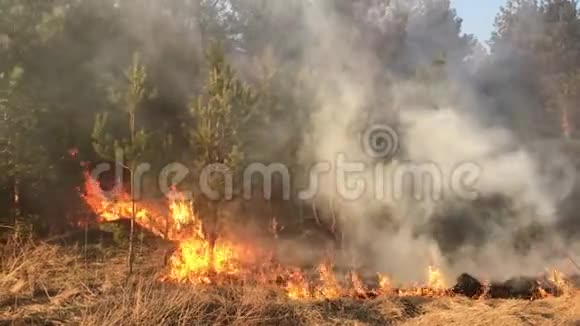 野火森林火灾野外火灾视频的预览图