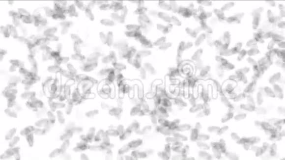 显微镜下移动微生物视频的预览图