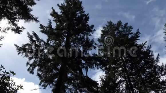 夏天蓝天上的树和云视频的预览图