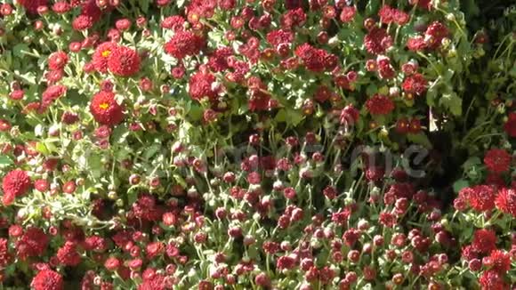 菊花的美丽的花毯视频的预览图