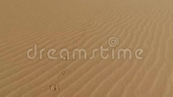 沙漠沙丘沙粒科拉莱霍自然公园福尔特文图拉加那利群岛视频的预览图