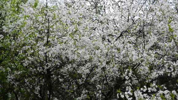 樱桃园在春天盛开视频的预览图