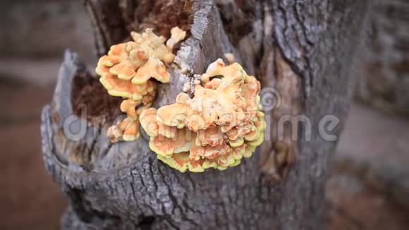 树上的黄色蘑菇硫磺菌视频的预览图