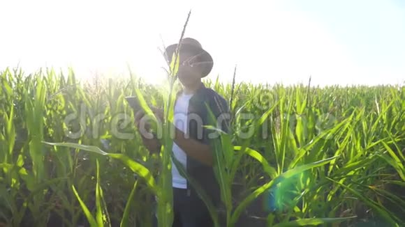 智慧农业慢动作视频概念农学家在玉米地里拿着平板电脑生活方式是视频的预览图