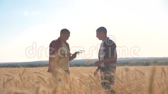 团队合作智能养殖慢动作视频两名农民在麦田工作农民探索正在研究一个男人视频的预览图