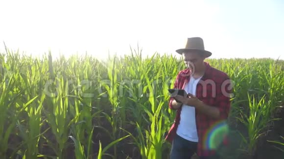 智慧农耕概念慢动作视频男子农艺师在玉米地拿着平板电脑正在学习视频的预览图