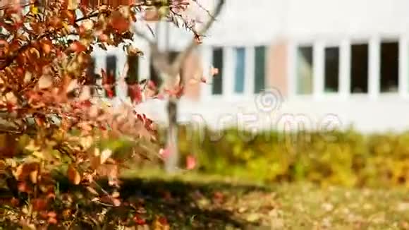 美丽的秋林阳光灿烂视频的预览图