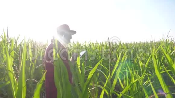智慧农耕理念慢生活方式运动视频农学家在玉米地里拿着平板电脑视频的预览图