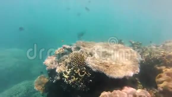 水下珊瑚礁视频的预览图