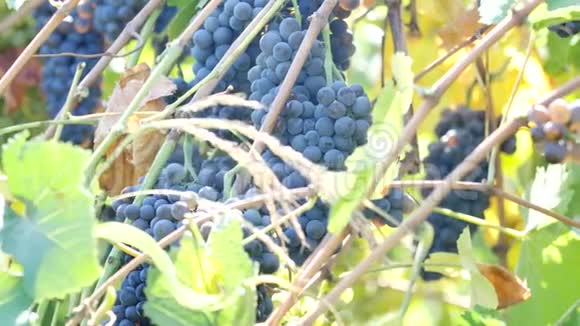 葡萄藤上的蓝色葡萄近景视频的预览图