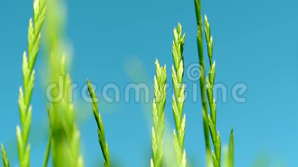 绿草地蓝天和夏日的阳光大自然的背景视频的预览图