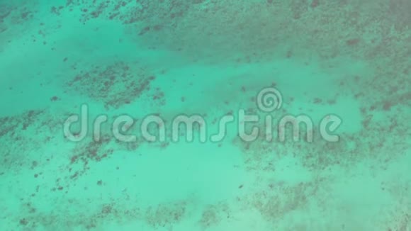 水晶般清澈的泻湖海水和珊瑚礁的空中俯视图视频的预览图