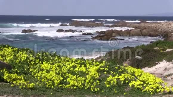 美丽的加利福尼亚海岸与野花视频的预览图