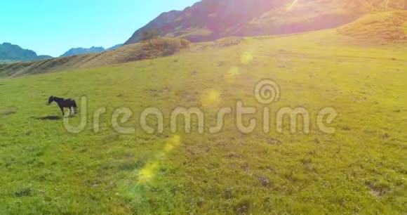 在草地上飞过野马群春山野自然自由生态概念视频的预览图