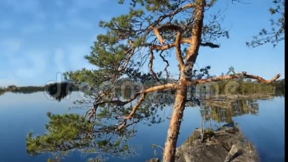 岸上的松树视频的预览图