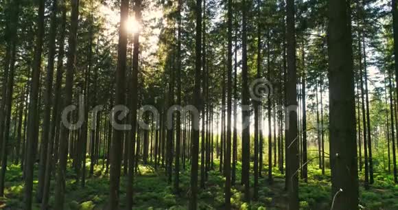 春天寂静的森林阳光明媚视频的预览图