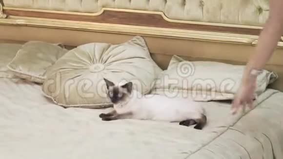 主题是奢侈品和财富一只没有尾巴的小猫一只纯种的麦科根一只小猫躺在一张大床上视频的预览图