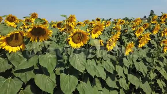 黄色的向日葵阳光灿烂的向日葵田田园风光视频的预览图