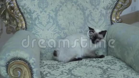 美丽的稀有品种猫湄公河天空波尾母猫无尾坐在欧洲建筑内部视频的预览图