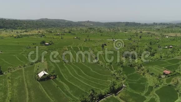 印度尼西亚的水稻梯田和农田视频的预览图