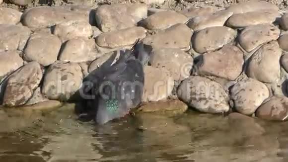 鸽子喝水视频的预览图