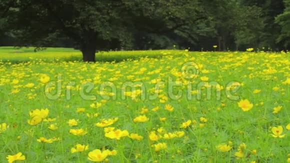 东京绿色花园的黄色宇宙视频的预览图