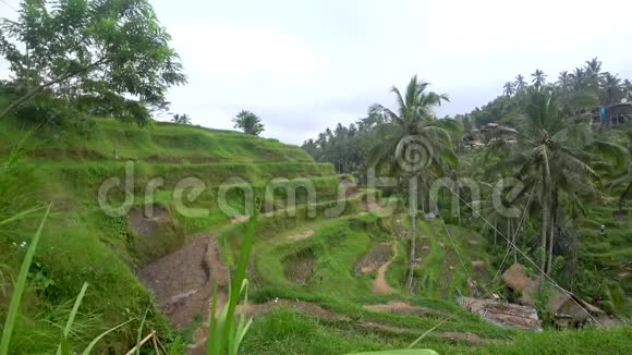 印尼水稻梯田景观视频的预览图