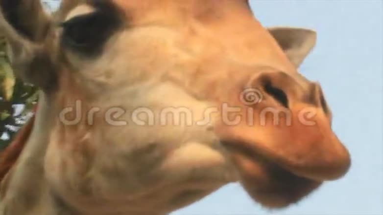 自然界中的长颈鹿视频的预览图
