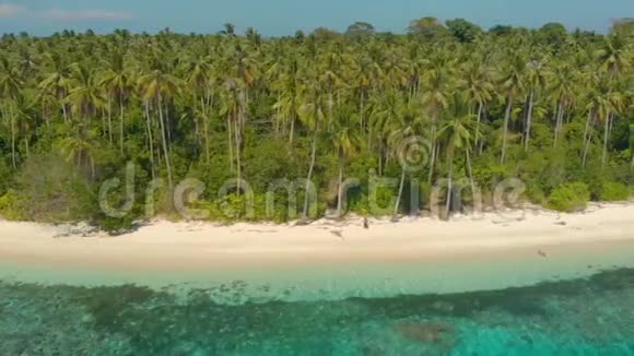 菲律宾热带岛屿4羽状棕榈树景观视频的预览图